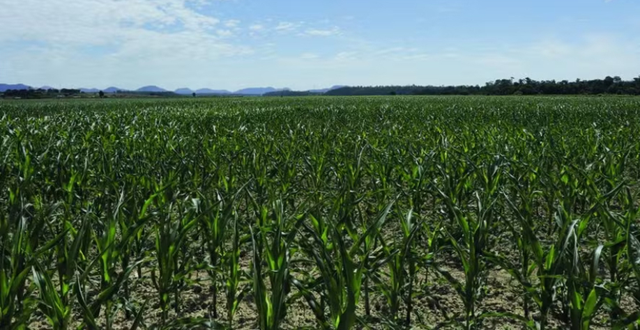 Aloízio Mercadante: Com renegociação, produtores afetados pelo clima adverso poderão dar continuidade à sua atividade — Foto: Alex Gouvea