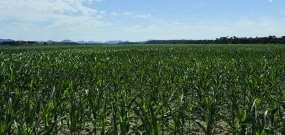 BNDES liberou R$ 5,2 bilhões para alongar dívidas rurais