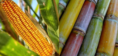 Demanda de etanol responde à paridade