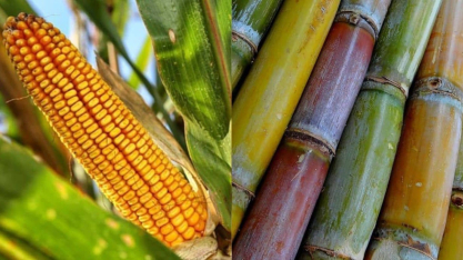 Demanda de etanol responde à paridade