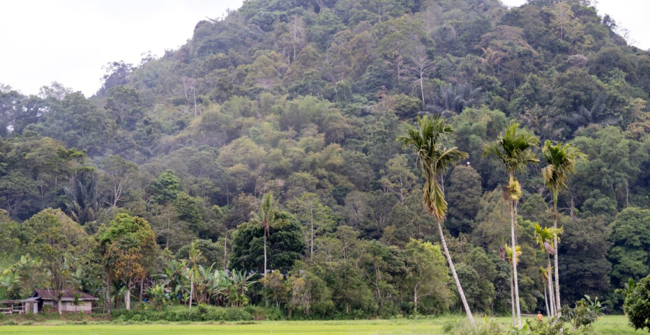 Código Florestal traz regras sobre exploração de vegetação nativa e uso de áreas rurais. Foto: Adobe Stock