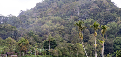 Código Florestal avança no CAR, mas emperra no PRA, aponta estudo