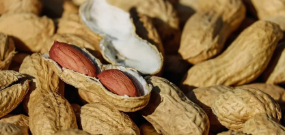 Cadeia do amendoim faturou R$ 18,6 bilhões em 2024/25