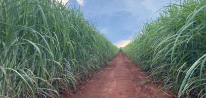 IAC comemora 138 anos e bicentenário do nascimento de D. Pedro II com lançamento de 13 cultivares