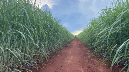 IAC comemora 138 anos e bicentenário do nascimento de D. Pedro II com lançamento de 13 cultivares