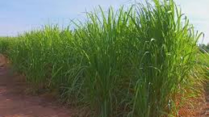 Safra da cana chega ao fim no interior de SP