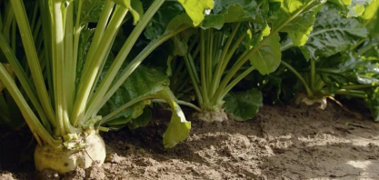 França deve colher 36 milhões de toneladas de beterraba sacarina em 2025/26, estima CGB