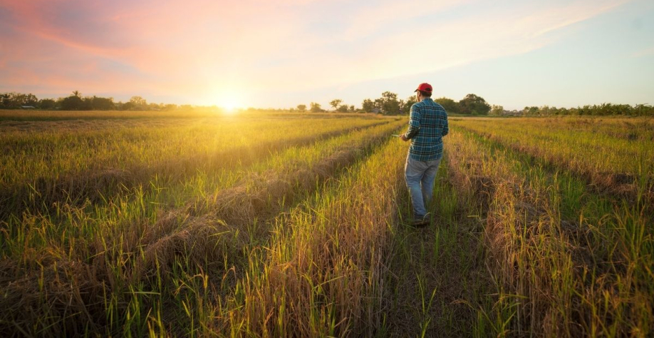 Plantio da Safra 2025/2026 avança, mas a produtividade segue ainda pressionada. | Foto: Adobe Stock