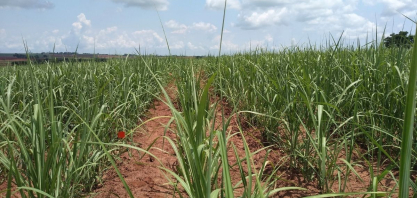 Lodo de esgoto aumenta em até 25% matéria orgânica do solo, aponta estudo 