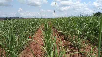 Lodo de esgoto aumenta em até 25% matéria orgânica do solo, aponta estudo 