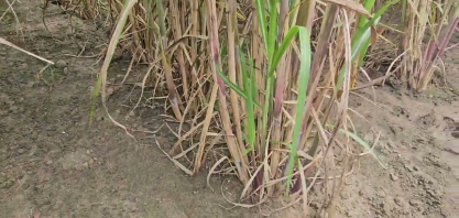 Parceria entre a Petribu e a Nufarm visa desenvolver variedades de cana rica em biomassa e sacarose