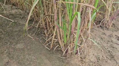 Parceria entre a Petribu e a Nufarm visa desenvolver variedades de cana rica em biomassa e sacarose