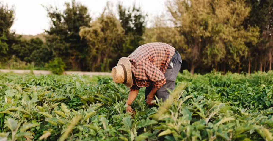 Empregos no campo estão escassos, diz FESA Group — Foto: Getty Images/Canva