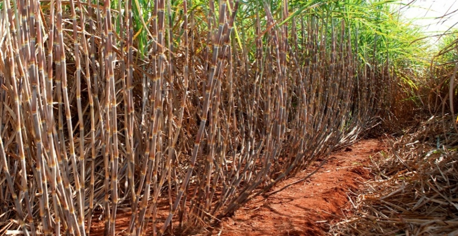 CTC 9001 BT, CTC 9001, IACCTC078008 e IACSP95-5094 se destacaram nos experimentos de irrigação com produtividades que chegaram a 200 TCH