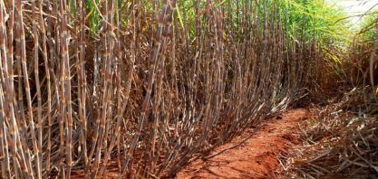 Santa Adélia conduz experimentos para encontrar variedades mais responsivas à irrigação