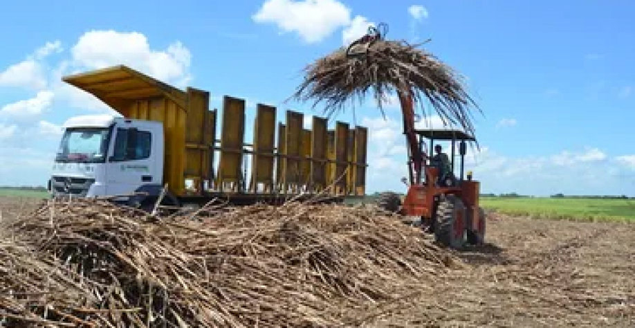 Carregamento de cana em Alagoas - Foto: Edivaldo Junior