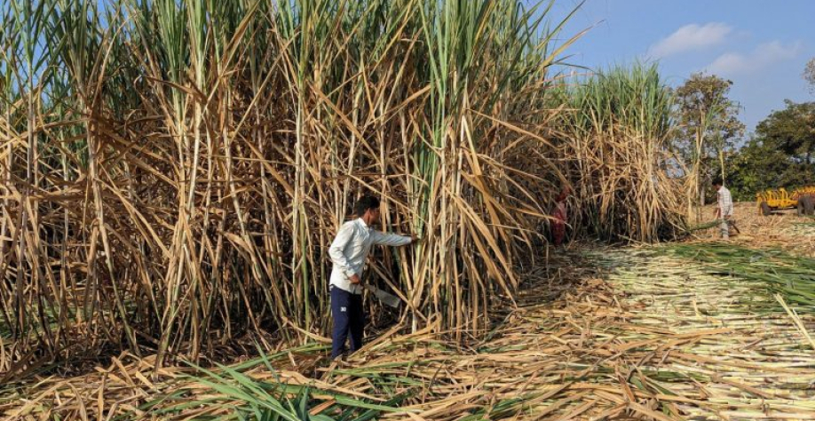 Colheita manual em canavial na Índia. Reuters