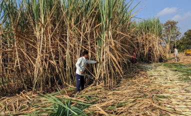 Índia reabre portos para açúcar e alavanca etanol para conter oferta