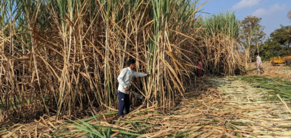 Índia reabre portos para açúcar e alavanca etanol para conter oferta
