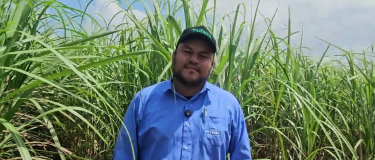 Plantel varietal da Usina Petribu tem cerca de 70 variedades de cana, nenhuma ocupa mais de 15%