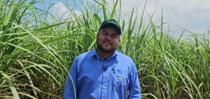 Plantel varietal da Usina Petribu tem cerca de 70 variedades de cana, nenhuma ocupa mais de 15%