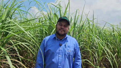 Plantel varietal da Usina Petribu tem cerca de 70 variedades de cana, nenhuma ocupa mais de 15%