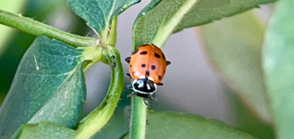 Joaninhas avançam no manejo biológico de pragas e ganham força em pesquisas aplicadas à cana-de-açúcar