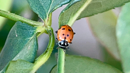 Joaninhas avançam no manejo biológico de pragas e ganham força em pesquisas aplicadas à cana-de-açúcar