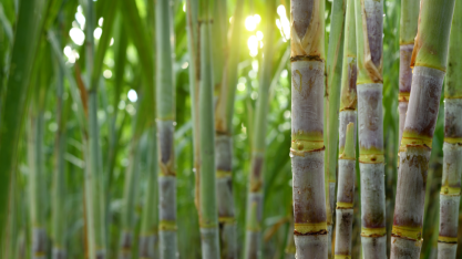 Safra 2026-2027 de cana-de-açúcarterá maior oferta de etanol