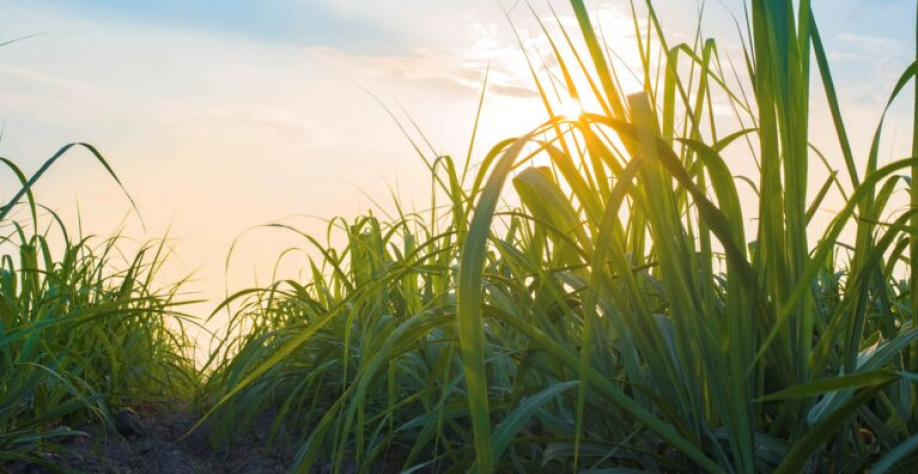 No total, Bonsucro já certificou mais de 2,4 milhões de hectares e 156 milhões de toneladas de cana-de-açúcar pelo mundo. Foto: Divulgação Bonsucro