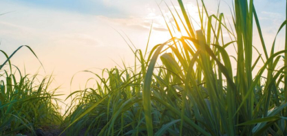 Relatório da Bonsucro mostra que cana-de-açúcar certificada já representa 9% da produção global de açúcar