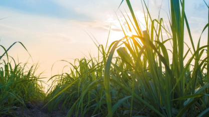 Relatório da Bonsucro mostra que cana-de-açúcar certificada já representa 9% da produção global de açúcar