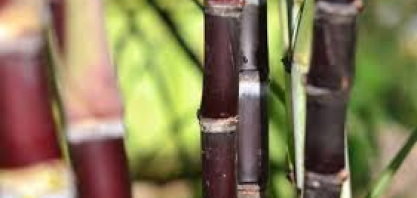 Produção de açúcar das Filipinas deve permanecer estável em 2026, afirma USDA