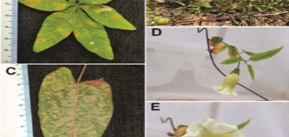 Pesquisador do Instituto Biológico integra descoberta de novo gênero de nematoide no Brasil