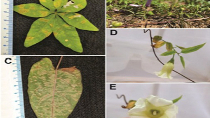 Pesquisador do Instituto Biológico integra descoberta de novo gênero de nematoide no Brasil