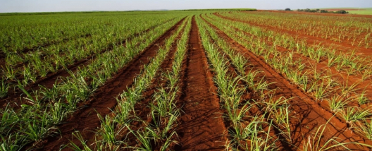 Como ganhar dinheiro com crédito de carbono
