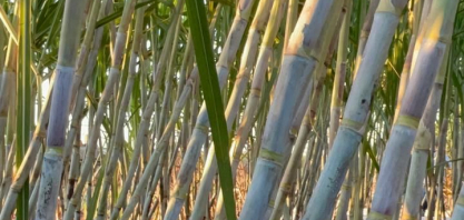 Centro-Sul processa 18,76 milhões de toneladas de cana na primeira metade de novembro