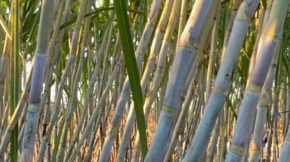 Centro-Sul processa 18,76 milhões de toneladas de cana na primeira metade de novembro