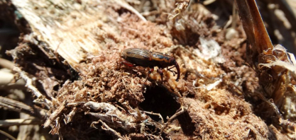 Complexo de pragas ameaça produtividade da cana-de-açúcar