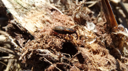 Complexo de pragas ameaça produtividade da cana-de-açúcar