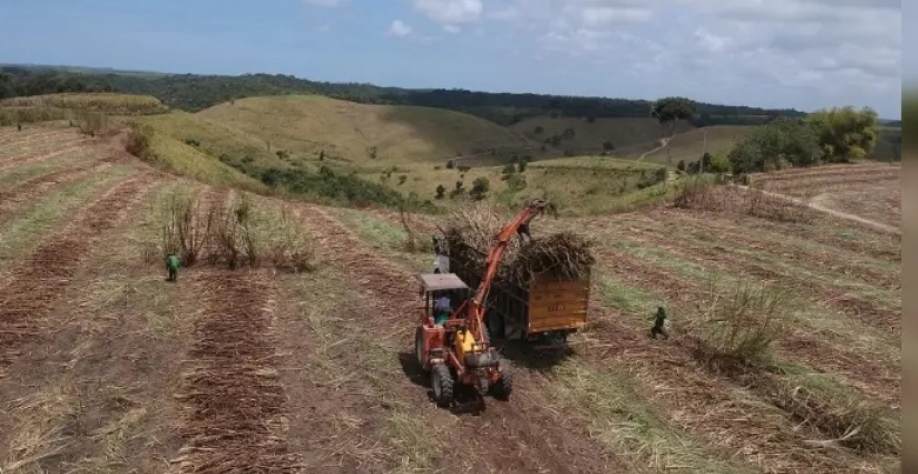 Safra da Cana de Açúcar - Foto: Reprodução