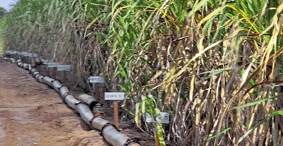 Asplan e entidades do setor canavieiro defendem MP para garantir subvenção aos produtores — Foto: Globo Rural