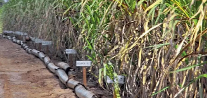 Produtores de cana da Paraíba podem ficar sem recurso para custeio da nova safra, diz entidade