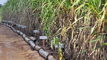 Produtores de cana da Paraíba podem ficar sem recurso para custeio da nova safra, diz entidade