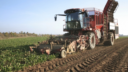 UE deve reduzir produção de açúcar em 2025/26 com menor área de beterraba, aponta USDA