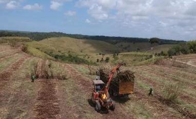 Levantamento mostra que usinas alagoanas produziram mais de 465 mil toneladas de açúcar