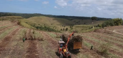 Levantamento mostra que usinas alagoanas produziram mais de 465 mil toneladas de açúcar