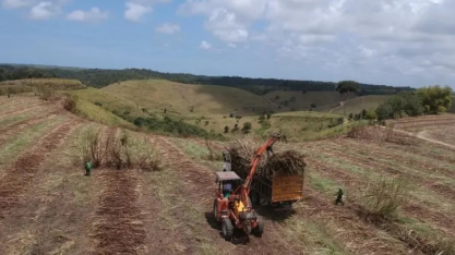 Levantamento mostra que usinas alagoanas produziram mais de 465 mil toneladas de açúcar
