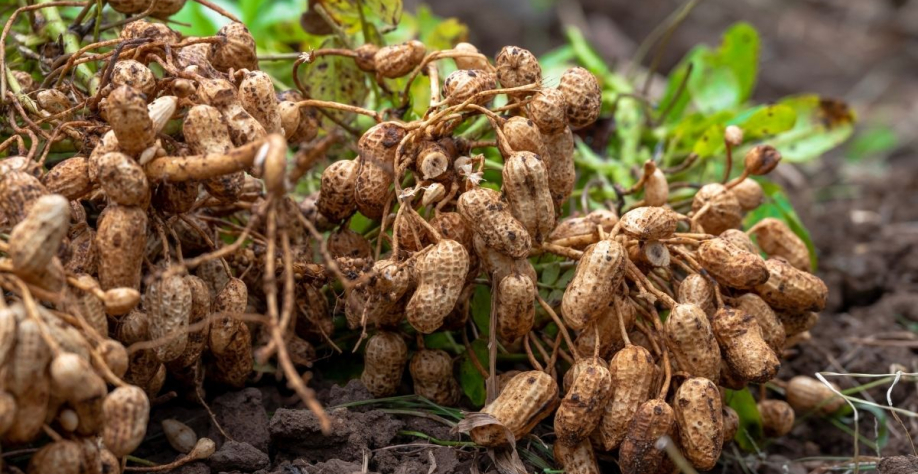 O Brasil cultiva hoje 340 mil hectares de amendoim. | Foto: Adobe Stock 
