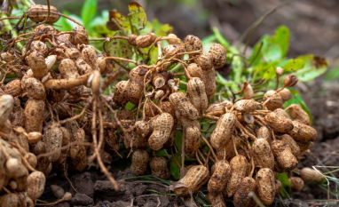 Além da paçoca: estudo expõe a nova geografia do amendoim no Brasil